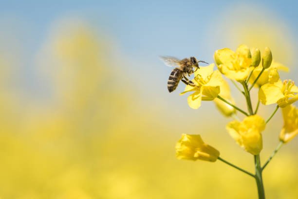Bee collects honey – rape blossom in spring