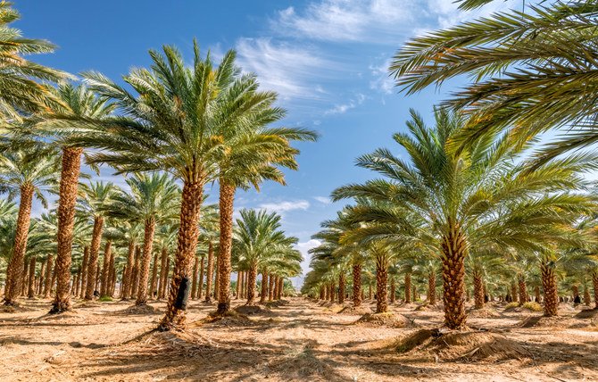 Plantation,Of,Date,Palms,Intended,For,Healthy,Food,Production.,Dates