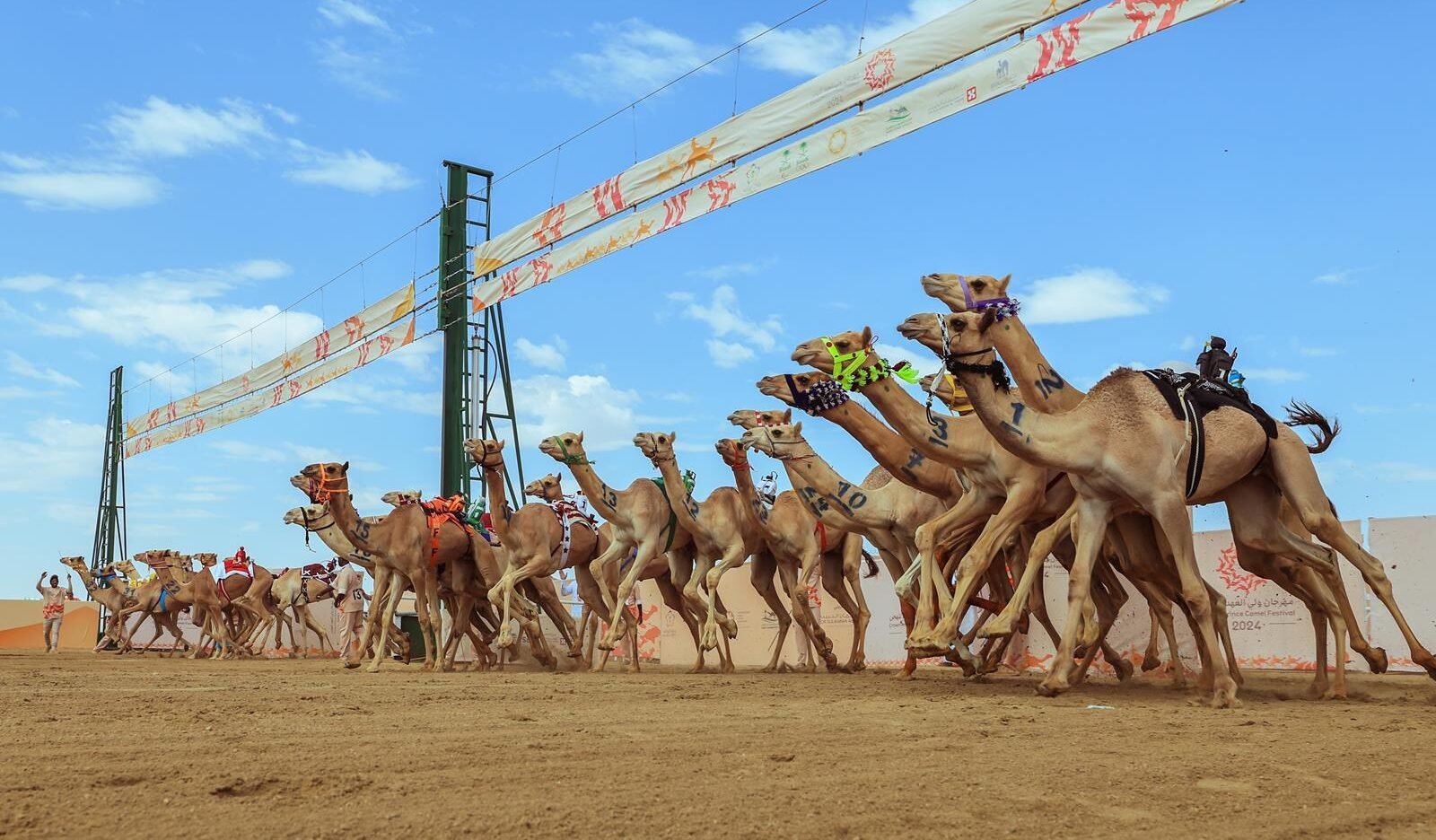 Crown Prince Camel Festival Boosts Job, Investment Opportunities